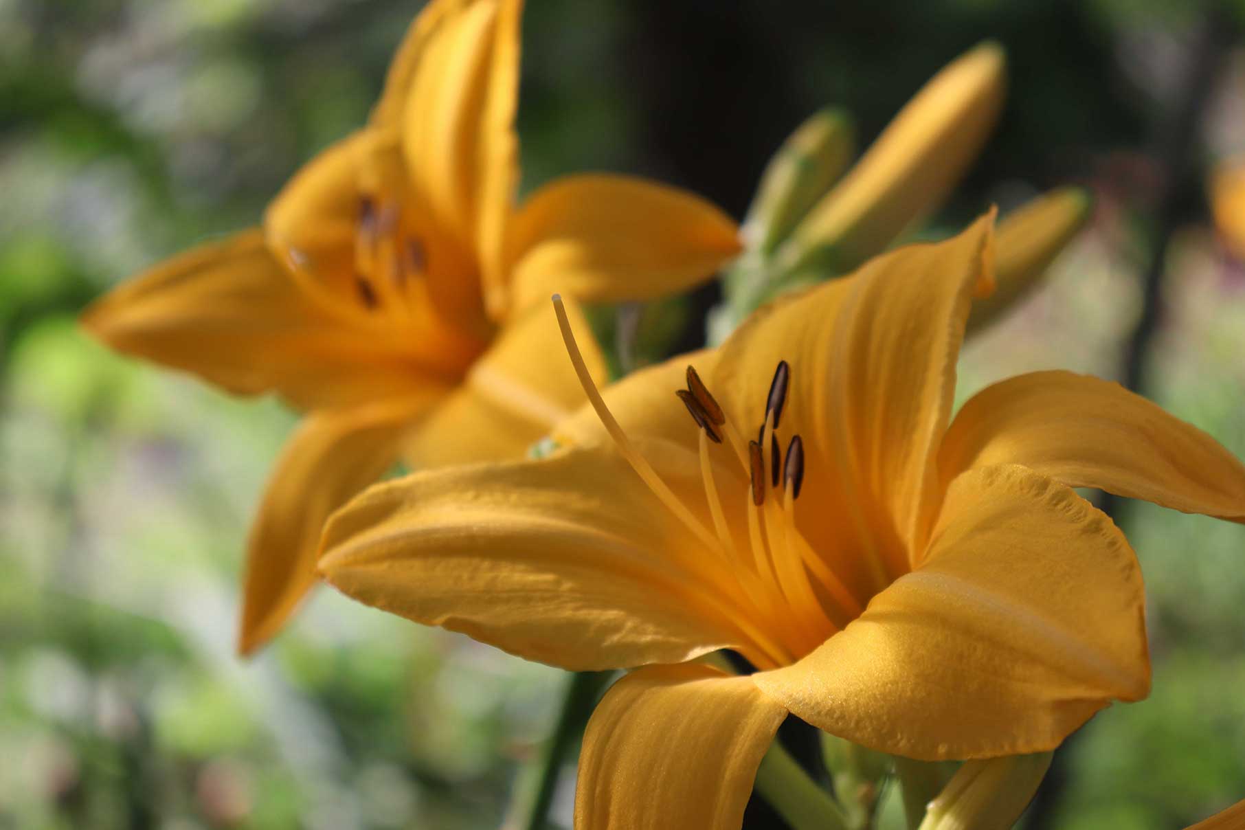 Yellow Lilies