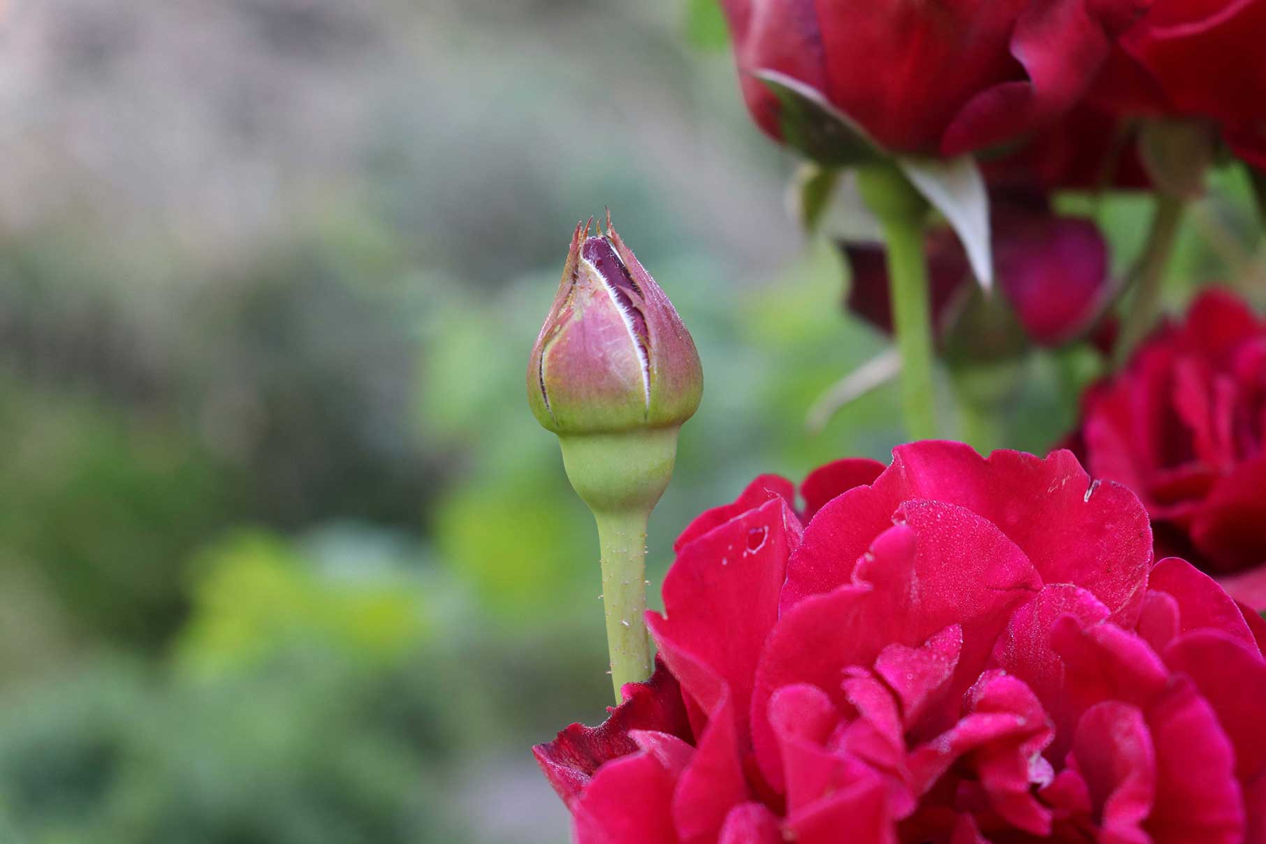 Red Rose