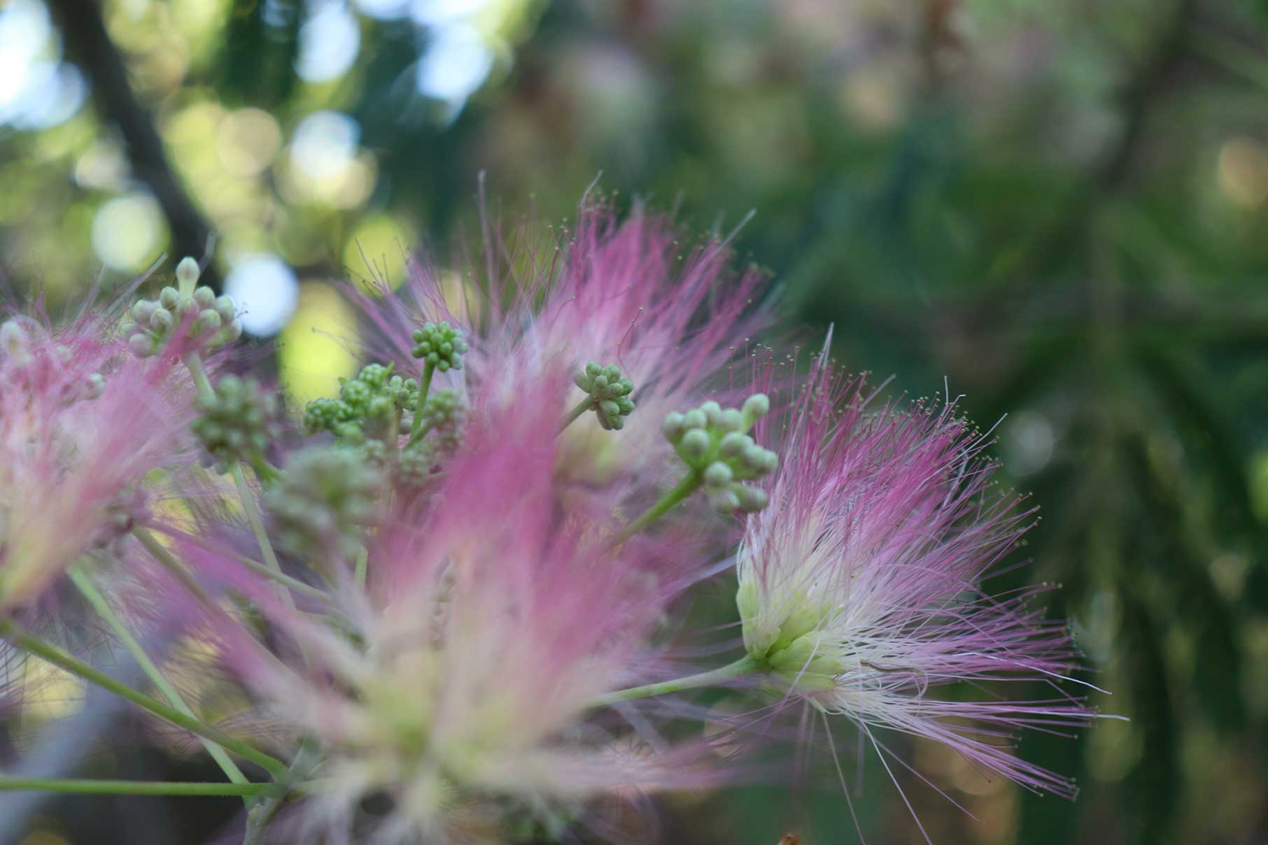 Mimosa