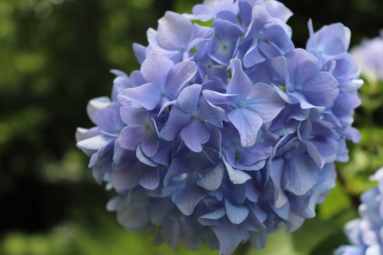Hydrangea
