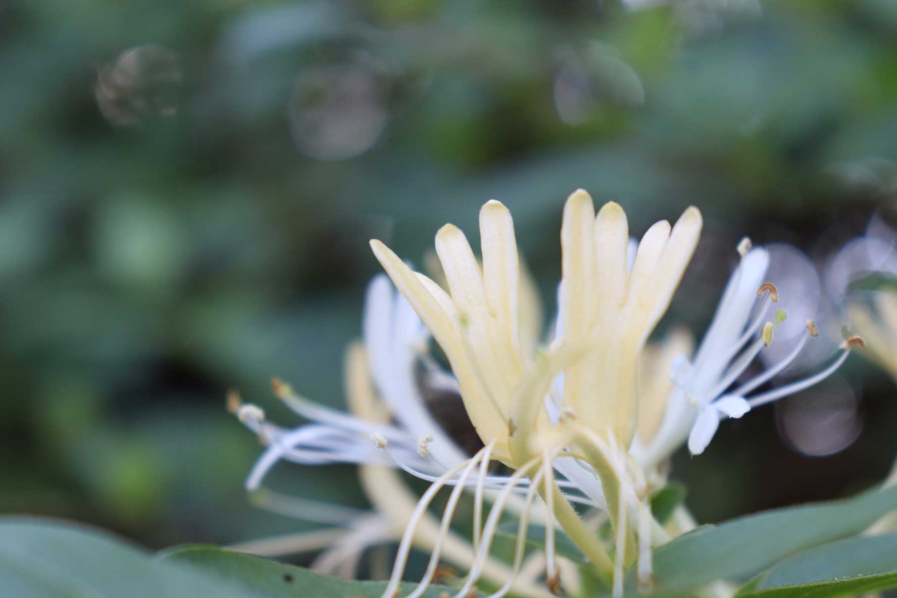 Honeysuckle